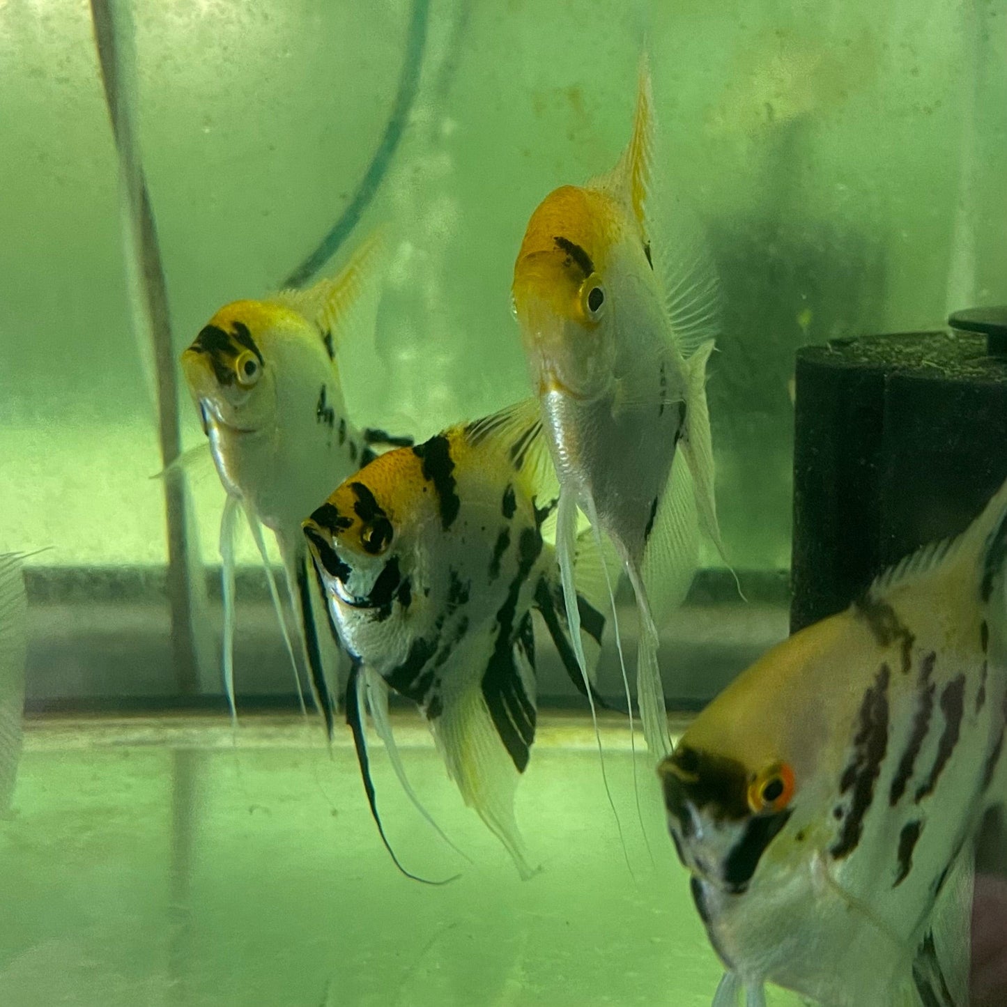 the-fish-farm Angel Fish Extra-Large Male Angelfish Assorted Colours Extra-Large Assorted Colour Angel Fish - The Fish Farm