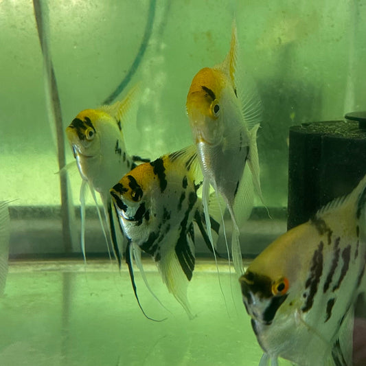 the-fish-farm Angel Fish Extra-Large Male Angelfish Assorted Colours Extra-Large Assorted Colour Angel Fish - The Fish Farm