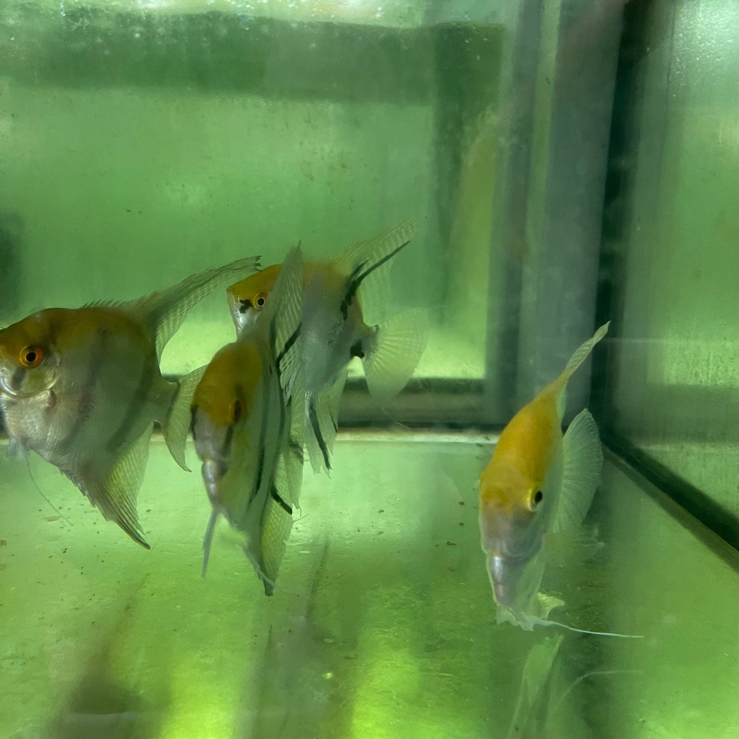 the-fish-farm Angel Fish Extra-Large Male Angelfish Assorted Colours Extra-Large Assorted Colour Angel Fish - The Fish Farm