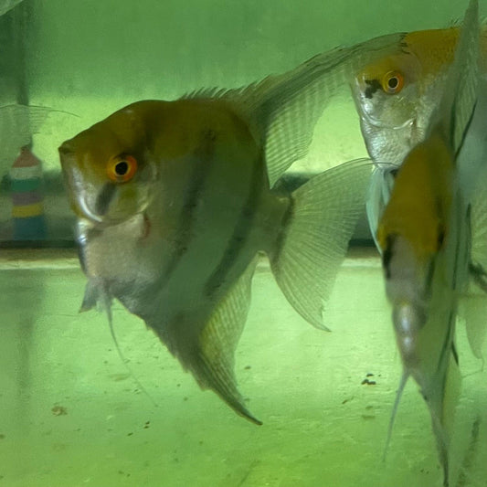 the-fish-farm Angel Fish Extra-Large Male Angelfish Assorted Colours Extra-Large Assorted Colour Angel Fish - The Fish Farm