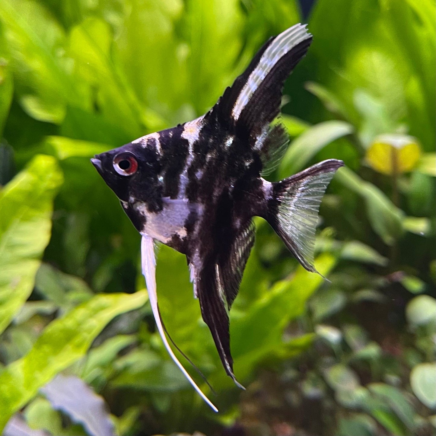 the-fish-farm Angel Fish Marble Angel Marble Angel - The Fish Farm