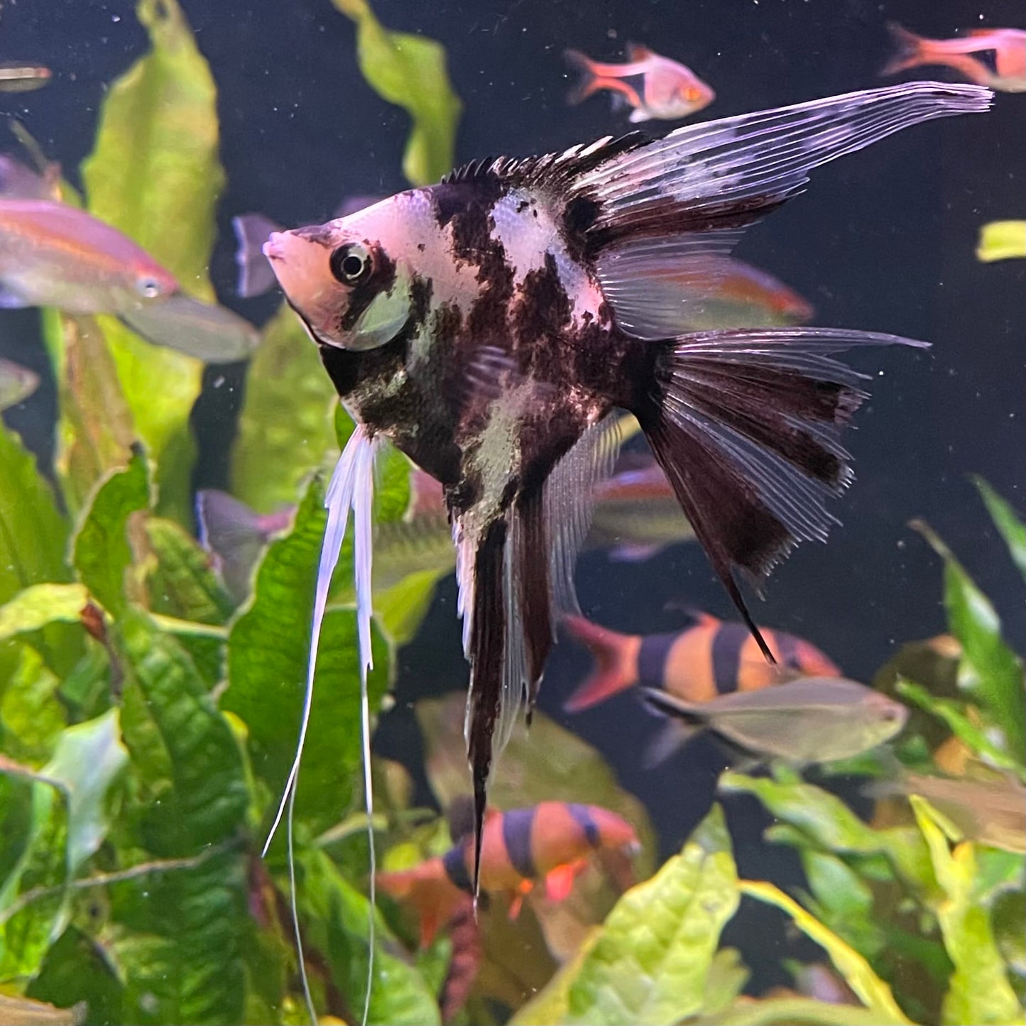the-fish-farm Angel Fish Veiltail Angelfish Assorted Colours (5-6cm) Buy Mixed Colour Veiltail Aquarium Angel Fish The Fish Farm Australia