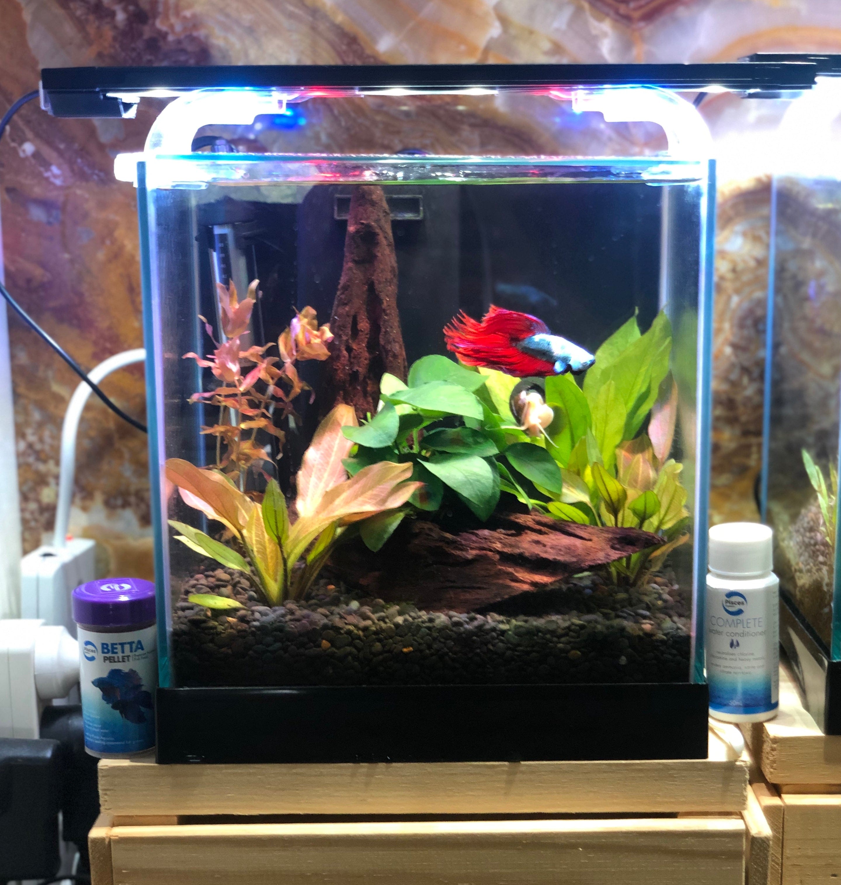 Buy Pisces Aquatics Glass Betta Tank & LED Light Bundle at The Fish Farm Australia