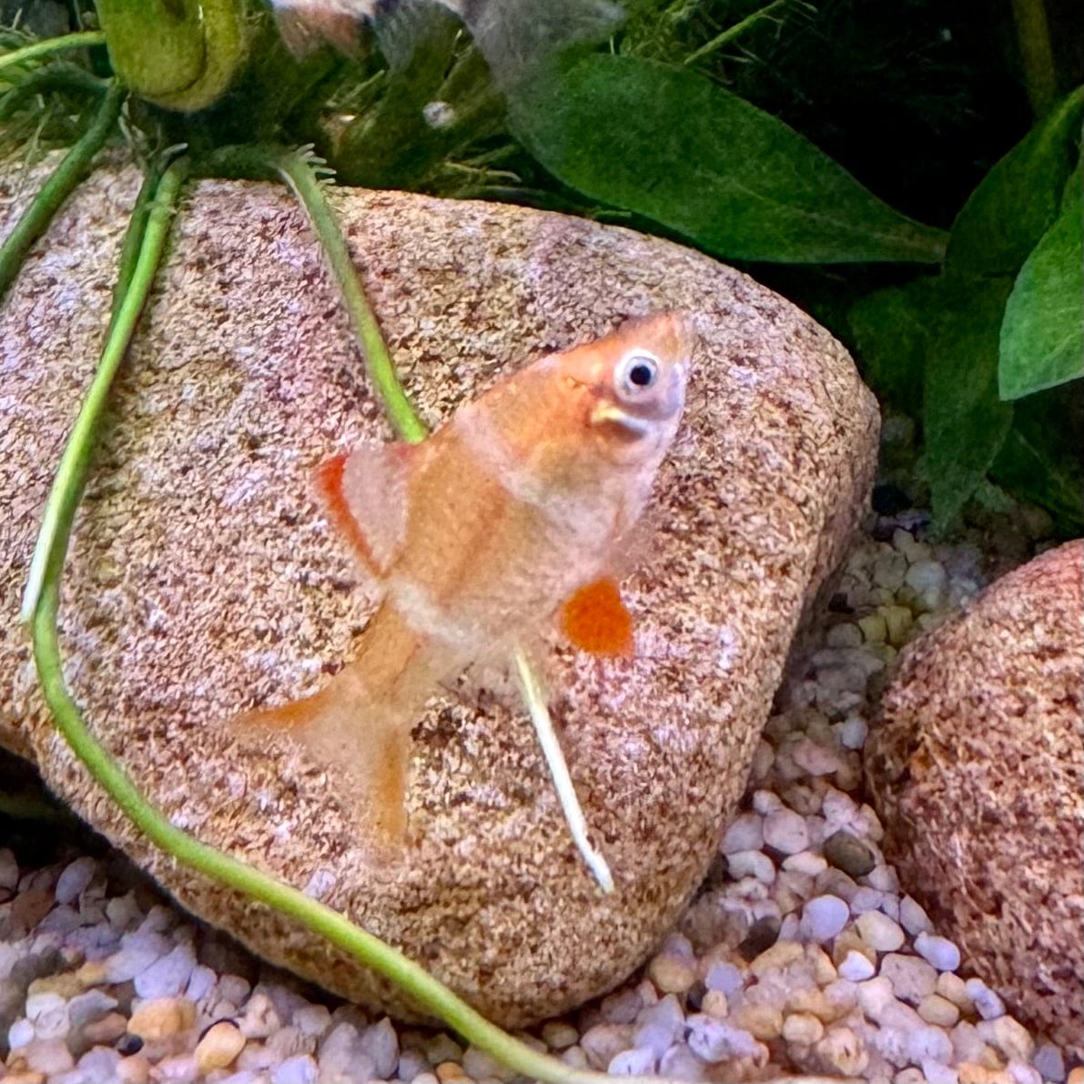 the-fish-farm Barb Albino Tiger Barb Albino Tiger Barb - The Fish Farm