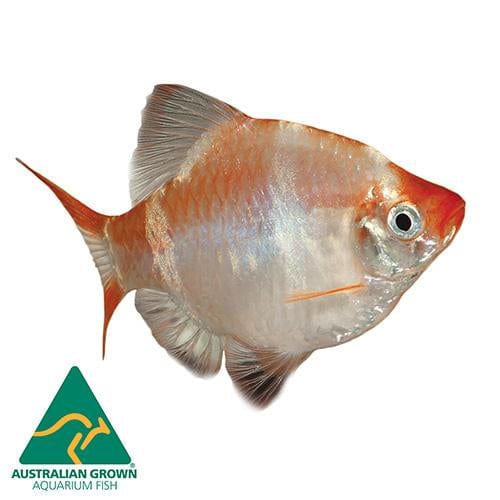 the-fish-farm Barb Albino Tiger Barb Albino Tiger Barb - The Fish Farm