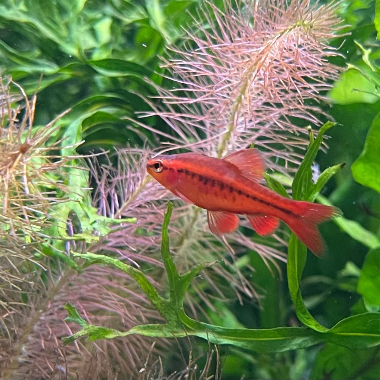 the-fish-farm Barb Cherry Barb 2-3cm Buy Cherry Barb from The Fish Farm Australia