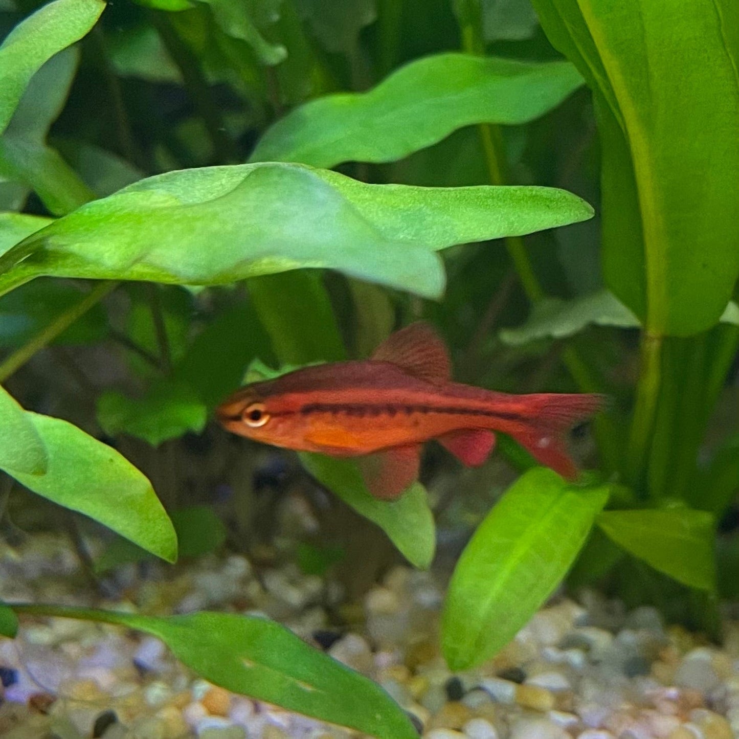 the-fish-farm Barb Cherry Barb 2-3cm Buy Cherry Barb from The Fish Farm Australia