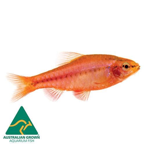 the-fish-farm Barb Cherry Barb Cherry Barb - The Fish Farm
