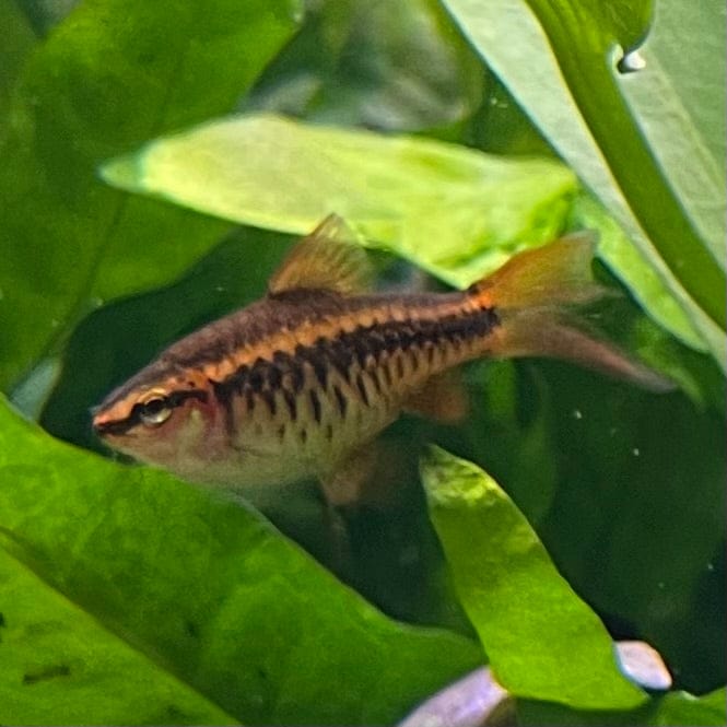 the-fish-farm Barb Long Fin Cherry Barb 2-3cm Buy Cherry Barb from The Fish Farm Australia