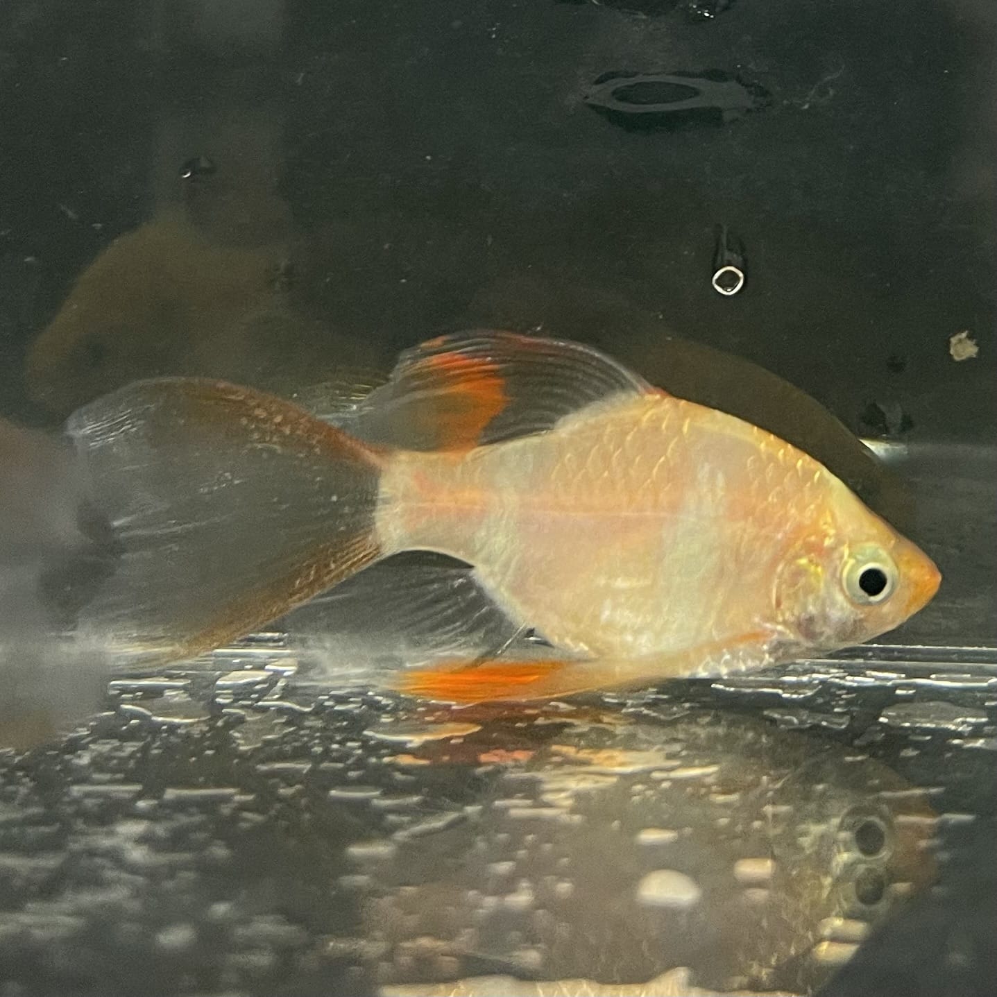the-fish-farm Barb Longfin Albino Tiger Barb 2-3cm Buy Longfin Albino Tiger Barbs from The Fish Farm Australia