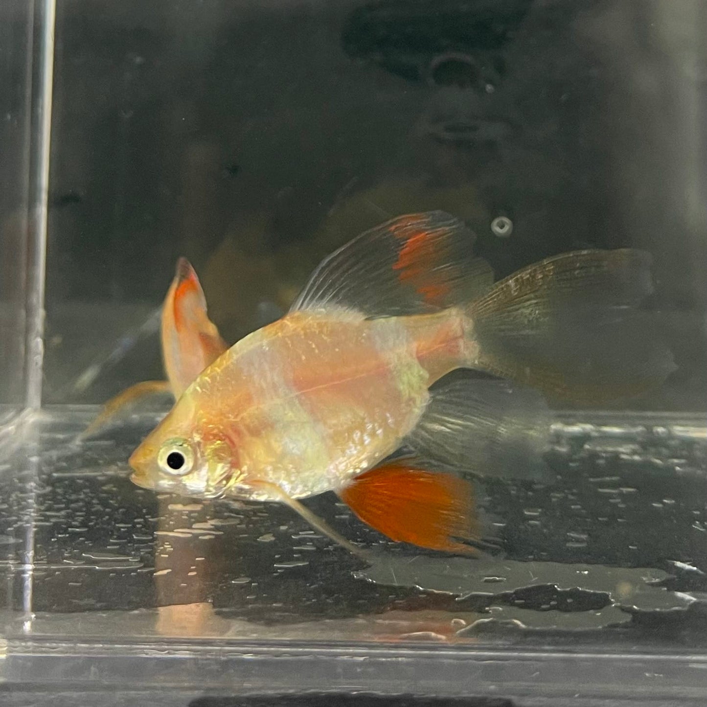 the-fish-farm Barb Longfin Albino Tiger Barb 2-3cm Buy Longfin Albino Tiger Barbs from The Fish Farm Australia