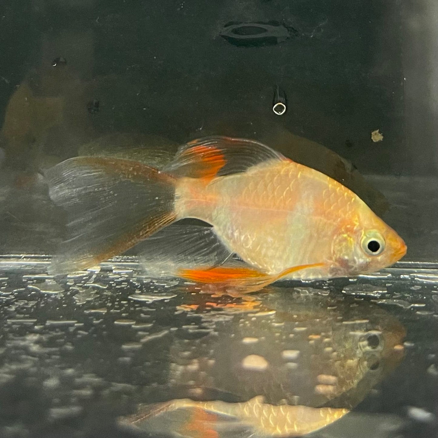 the-fish-farm Barb Longfin Albino Tiger Barb 2-3cm Buy Longfin Albino Tiger Barbs from The Fish Farm Australia