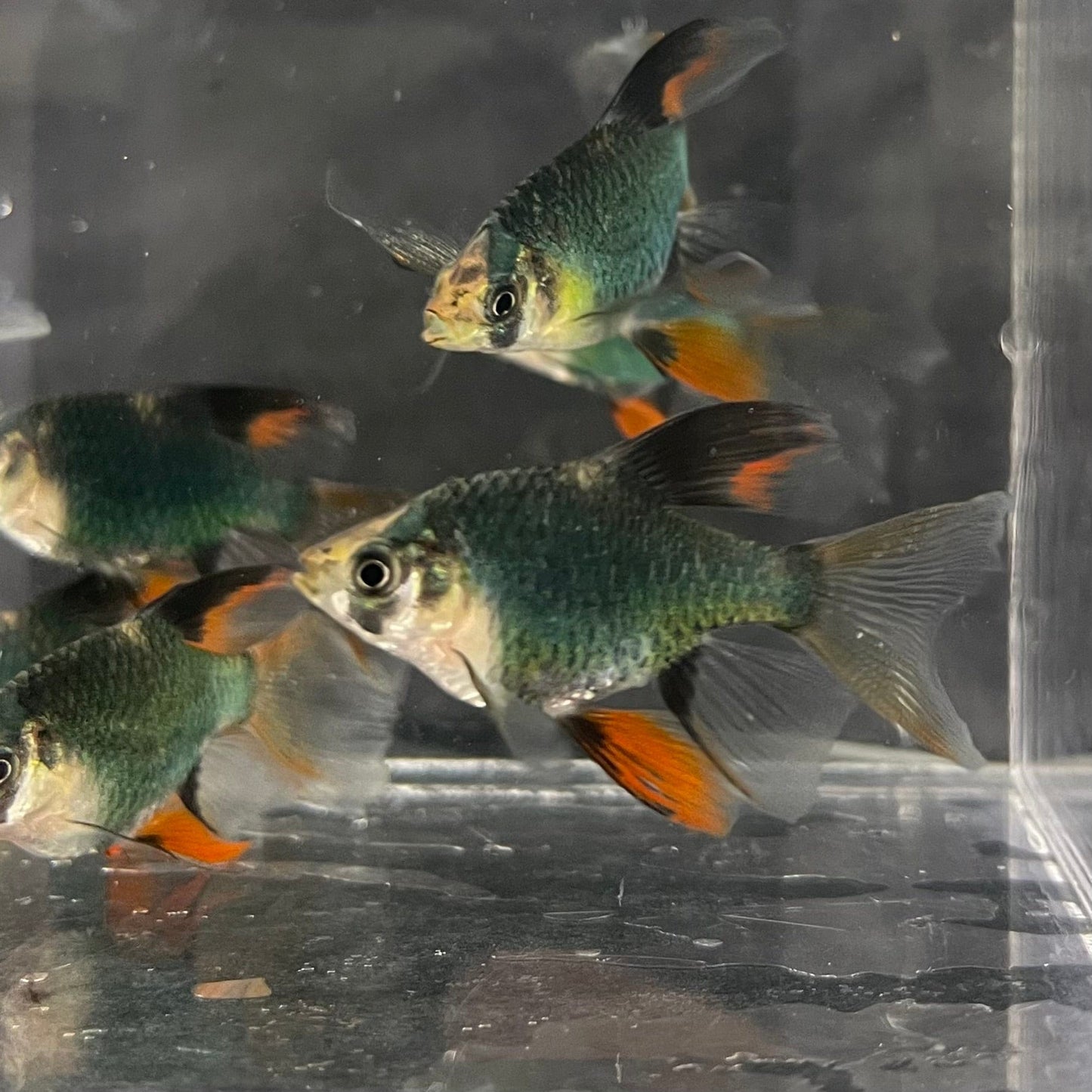 the-fish-farm Barb Longfin Moss Green Tiger Barb 2-3cm Longfin Moss Green Tiger Barb - The Fish Farm