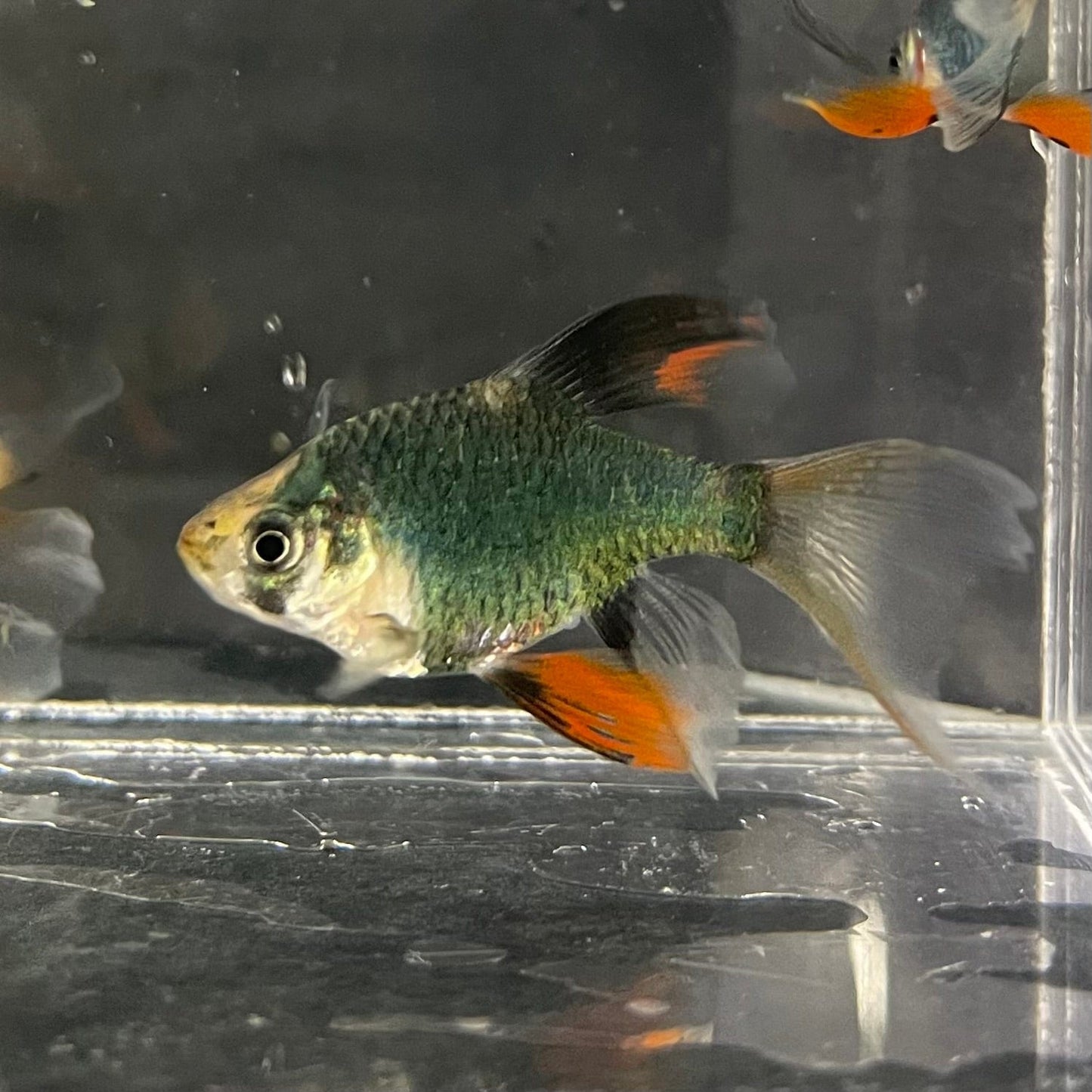 the-fish-farm Barb Longfin Moss Green Tiger Barb 2-3cm Longfin Moss Green Tiger Barb - The Fish Farm