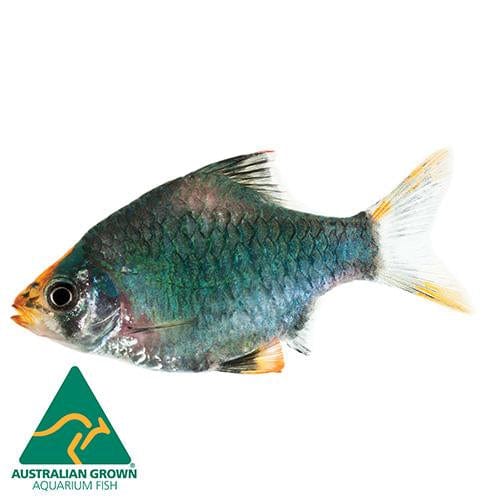 the-fish-farm Barb Moss Green Tiger Barb Moss Green Tiger Barb - The Fish Farm