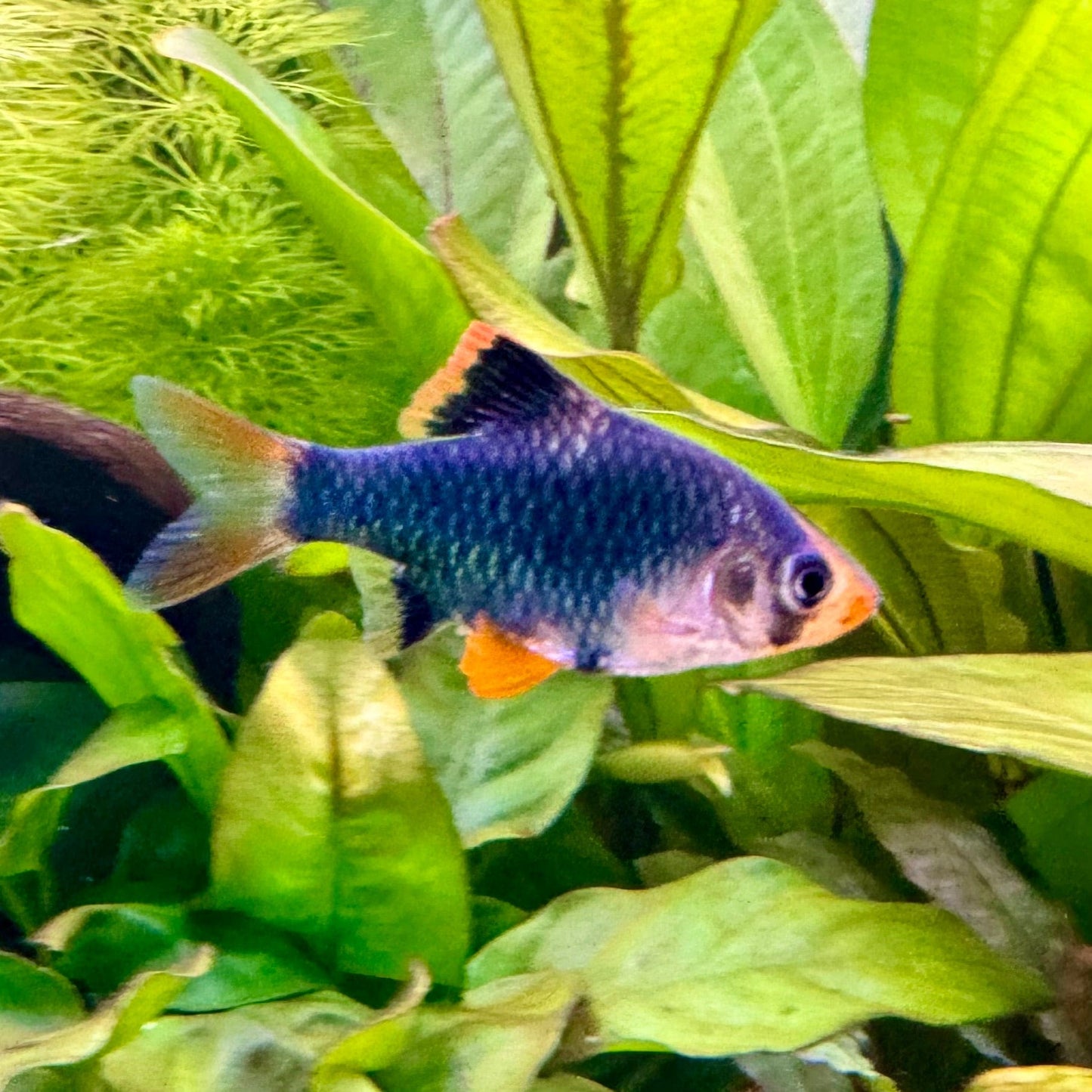 the-fish-farm Barb Moss Green Tiger Barb Moss Green Tiger Barb - The Fish Farm