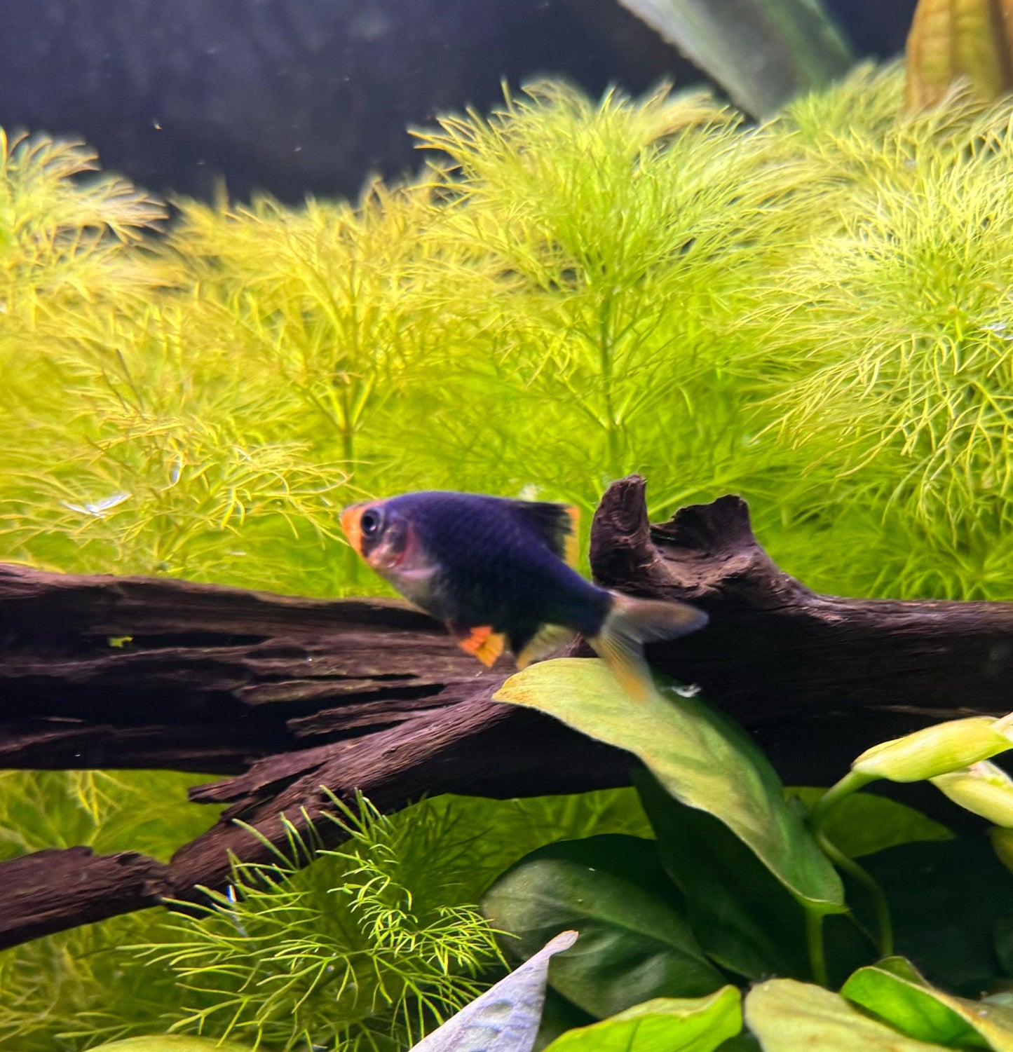 the-fish-farm Barb Moss Green Tiger Barb Moss Green Tiger Barb - The Fish Farm