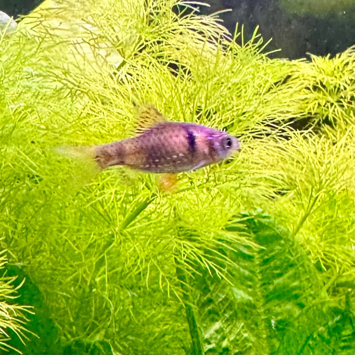 the-fish-farm Barb Odessa Barb 3cm Odessa Barb 3cm- The Fish Farm