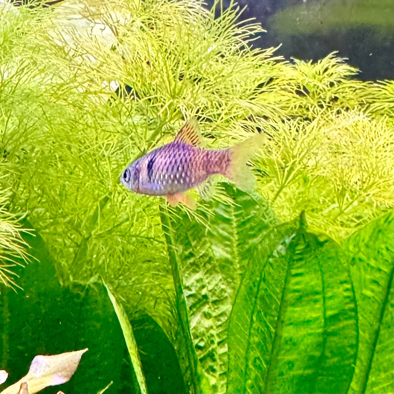 the-fish-farm Barb Odessa Barb 3cm Odessa Barb 3cm- The Fish Farm