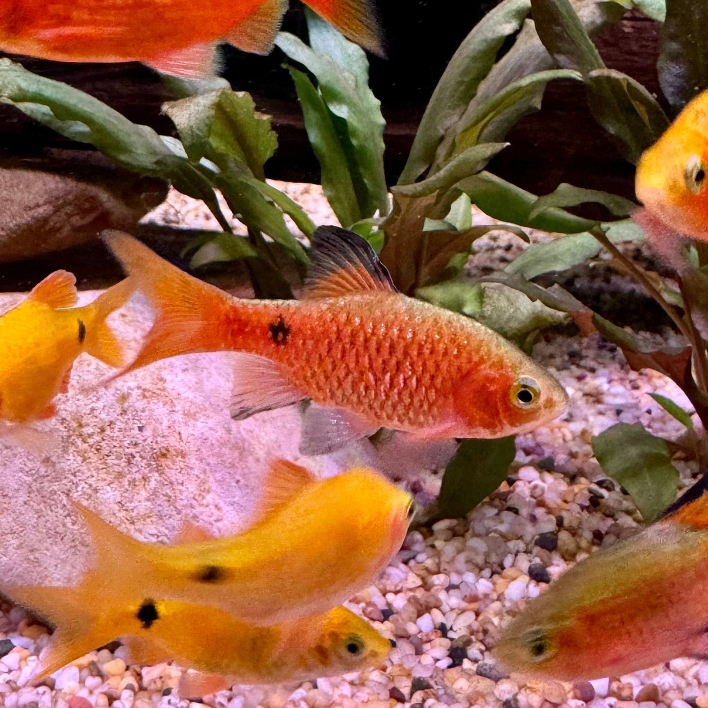 the-fish-farm Barb Rosy Barbs Rosy Barbs - The Fish Farm