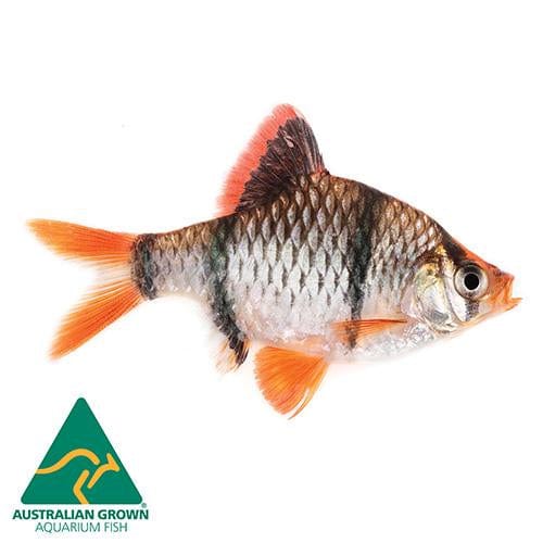 the-fish-farm Barb Tiger Barbs Tiger Barbs - The Fish Farm