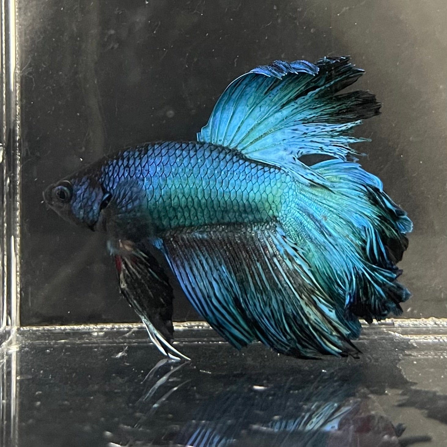 Choose your favourite Male Betta from The Fish Farm Australia