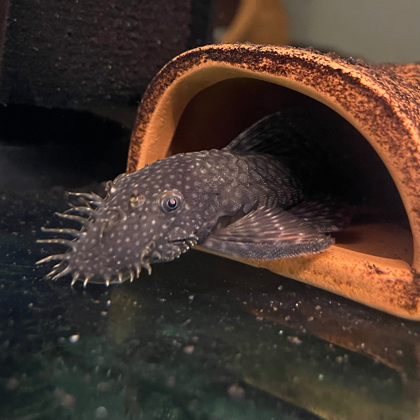 the-fish-farm Catfish Bristlenose Catfish Bristlenose Catfish - The Fish Farm