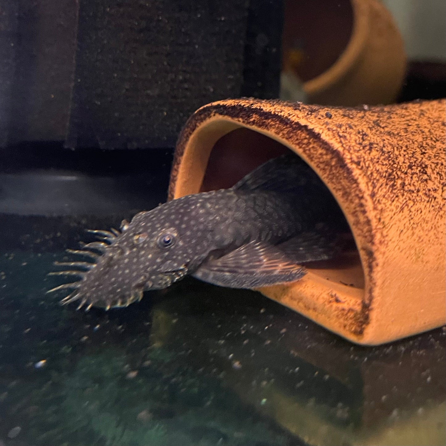 the-fish-farm Catfish Bristlenose Catfish Bristlenose Catfish - The Fish Farm