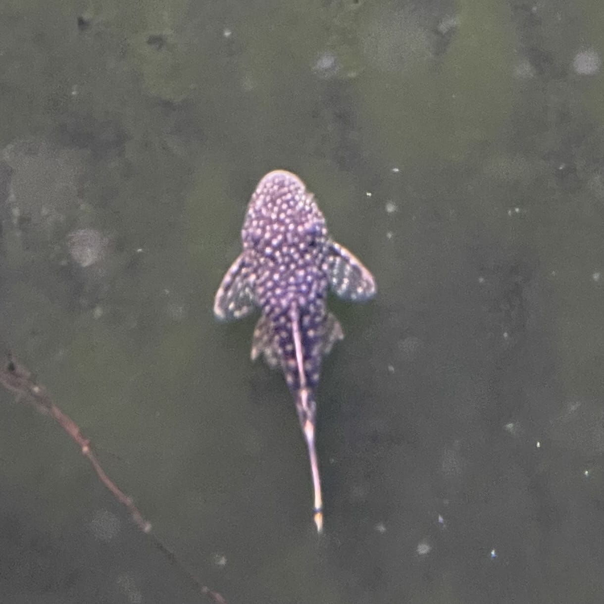 the-fish-farm Catfish Bristlenose Catfish Bristlenose Catfish - The Fish Farm