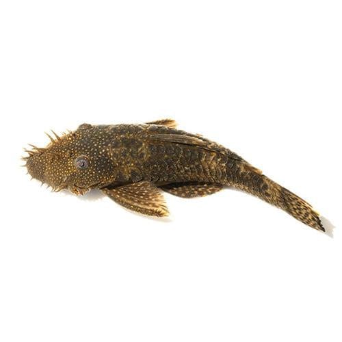 the-fish-farm Catfish Bristlenose Catfish Bristlenose Catfish - The Fish Farm