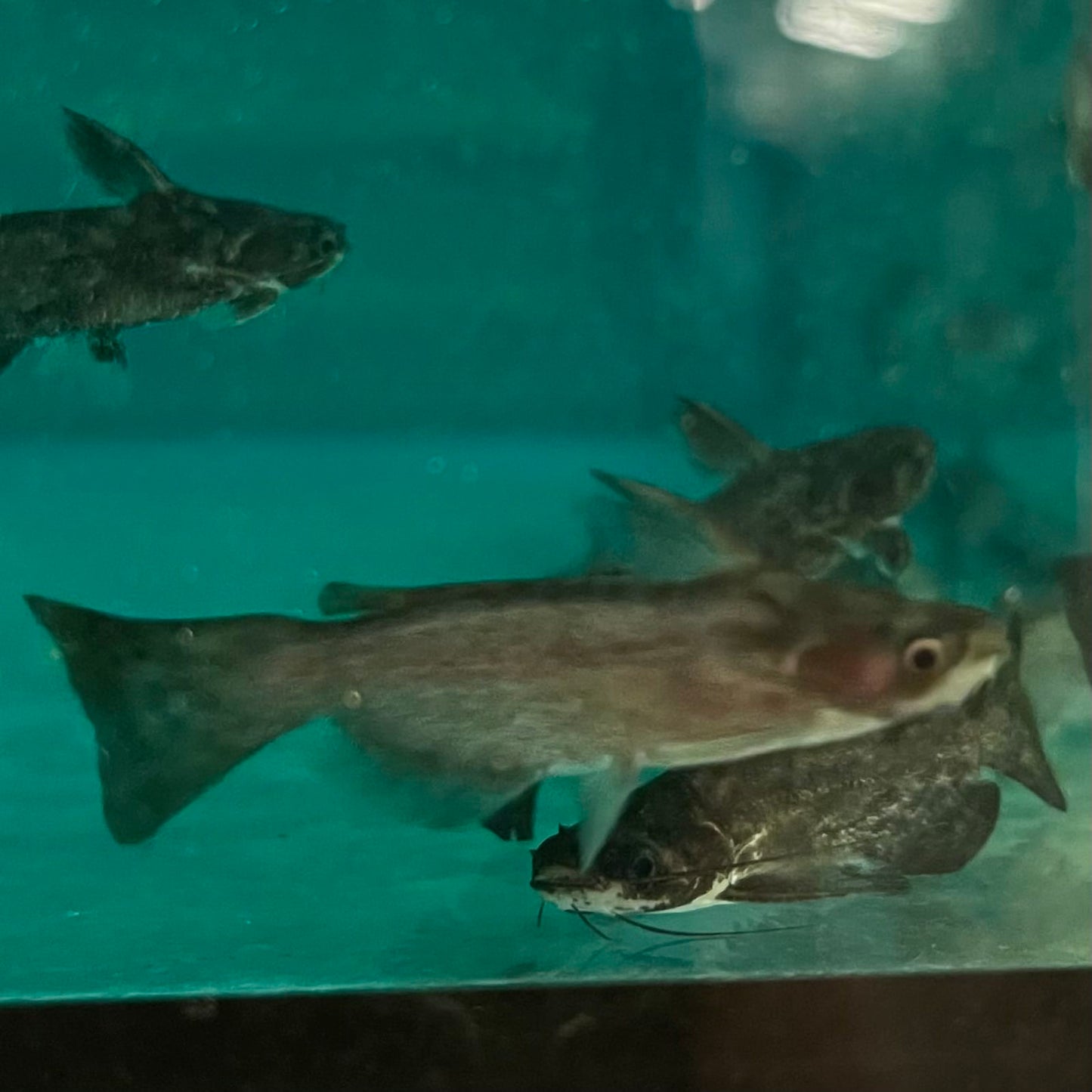 the-fish-farm Catfish Colombian Wood Catfish Buy Colombian Wood Catfish for your Aquarium in Australia