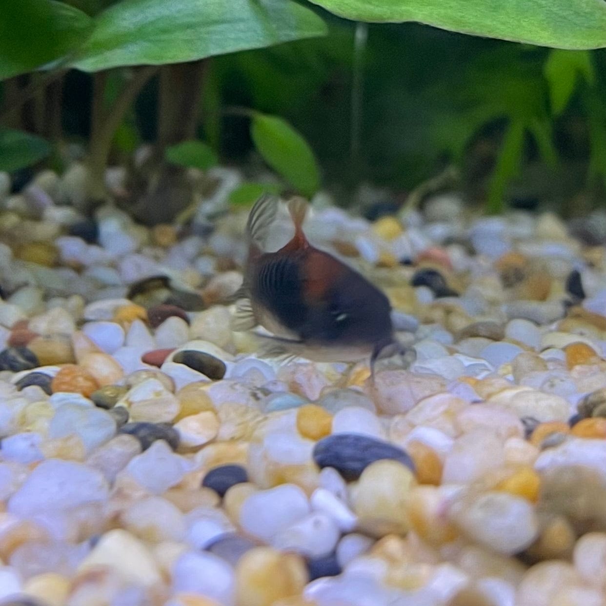 the-fish-farm Catfish Corydoras Orange Venezuelan Catfish 1.5-3cm Buy Orange Venezuelan Corydoras Catfish from The Fish Farm Australia
