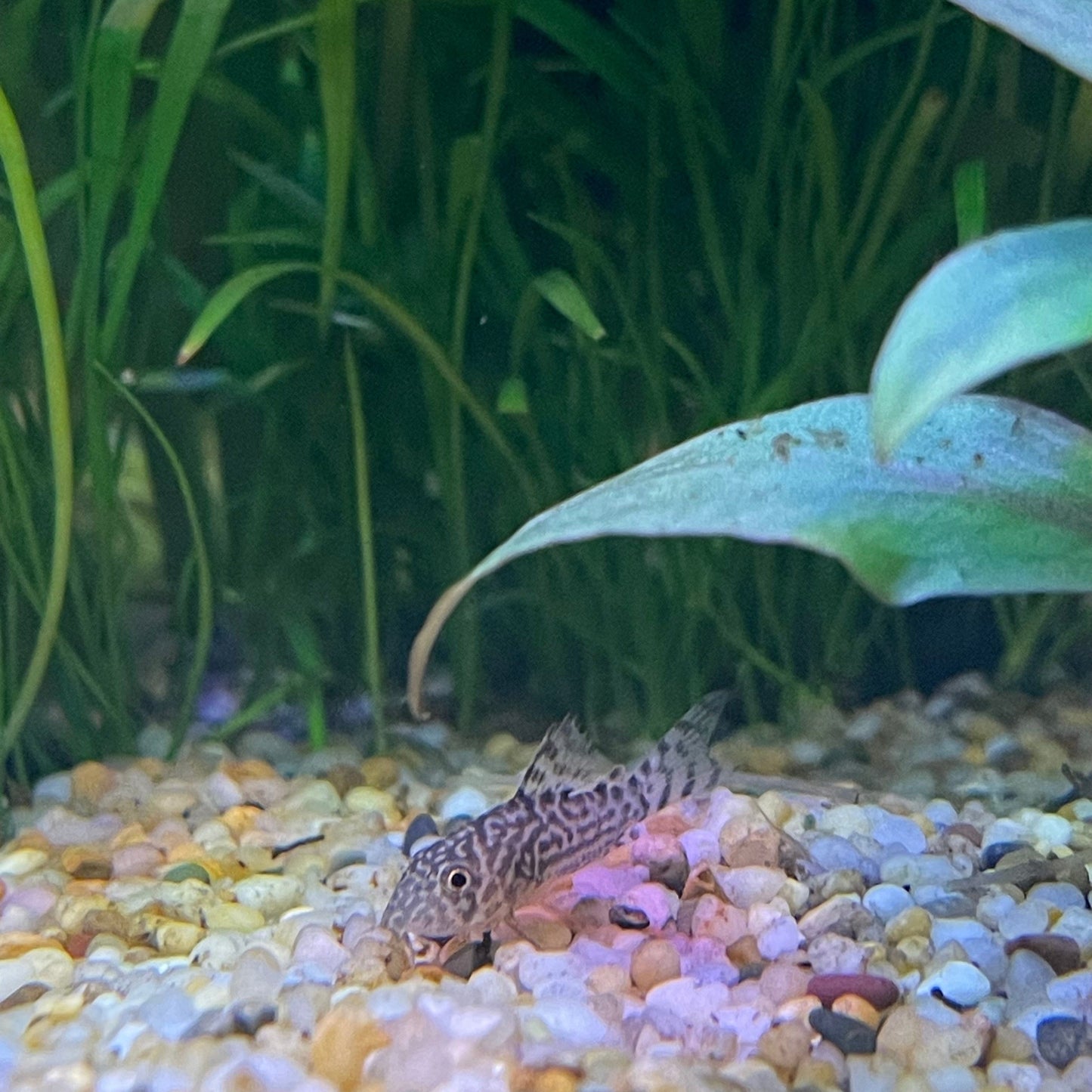 the-fish-farm Catfish Corydoras Sterbai Catfish 3-4cm Corydoras Sterbai 3.5cm - The Fish Farm