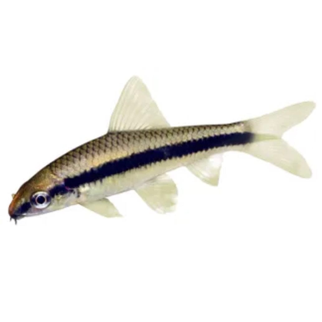 the-fish-farm Catfish Siamese Black Algae Eater Catfish - C. Oblongus Siamese Black Alge Eater - Crossocheilus oblongus - The Fish Farm