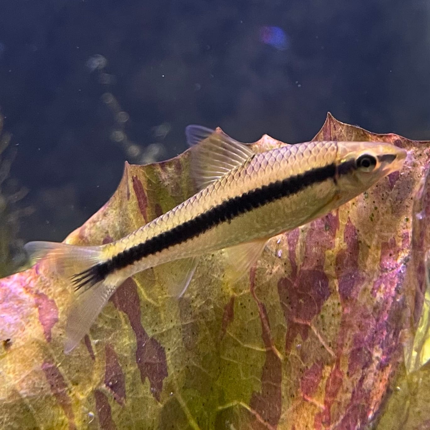 the-fish-farm Catfish Siamese Black Algae Eater Catfish - C. Oblongus Siamese Black Alge Eater - Crossocheilus oblongus - The Fish Farm