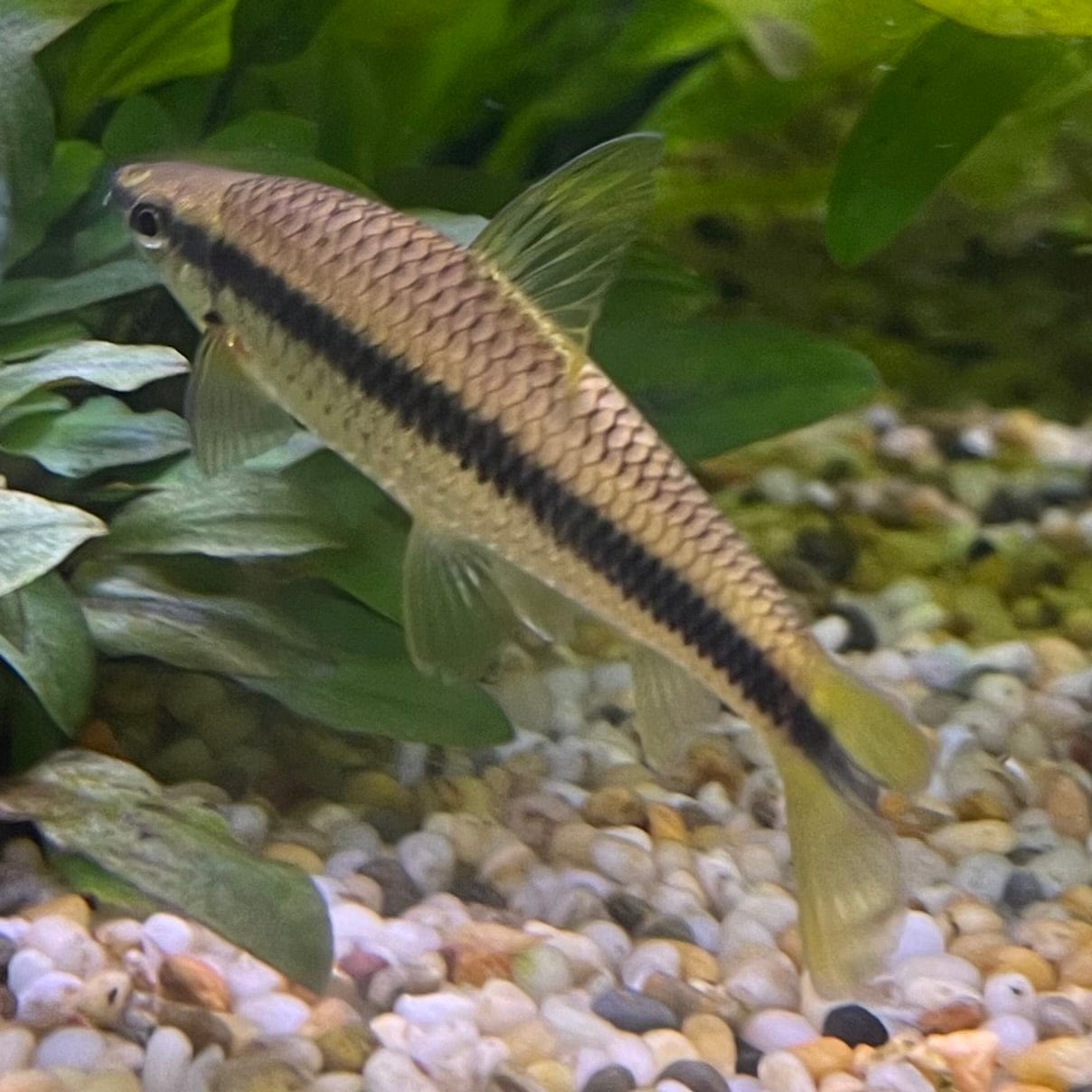 the-fish-farm Catfish Siamese Black Algae Eater Catfish - C. Oblongus Siamese Black Alge Eater - Crossocheilus oblongus - The Fish Farm