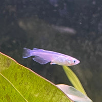 the-fish-farm Danio, Minnow, Medakas Medakas Platinum 3cm Medakas Platinum 3cm- The Fish Farm