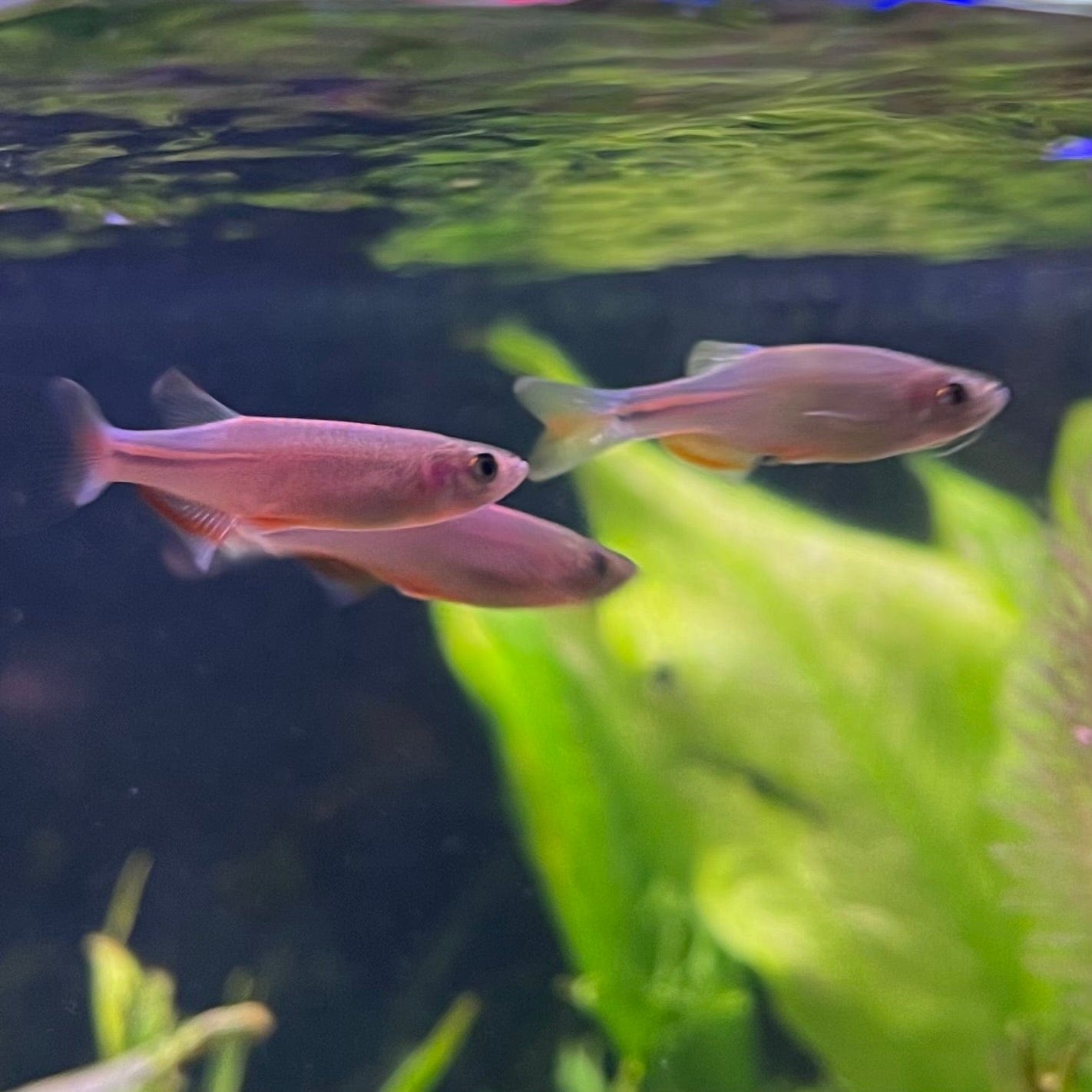 the-fish-farm Danio, Minnow, Medakas Pearl Danio (Blue) 2-3cm Pearl Danio (Blue) 3cm- The Fish Farm