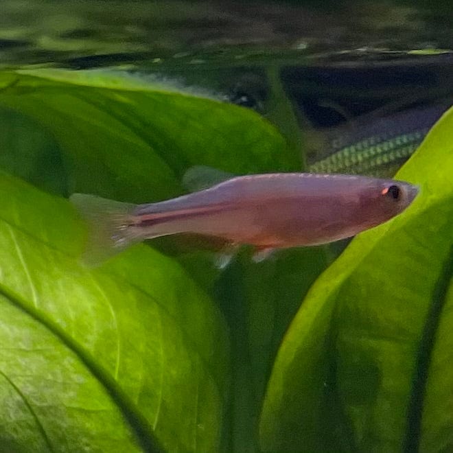 the-fish-farm Danio, Minnow, Medakas Pearl Danio (Blue) 2-3cm Pearl Danio (Blue) 3cm- The Fish Farm