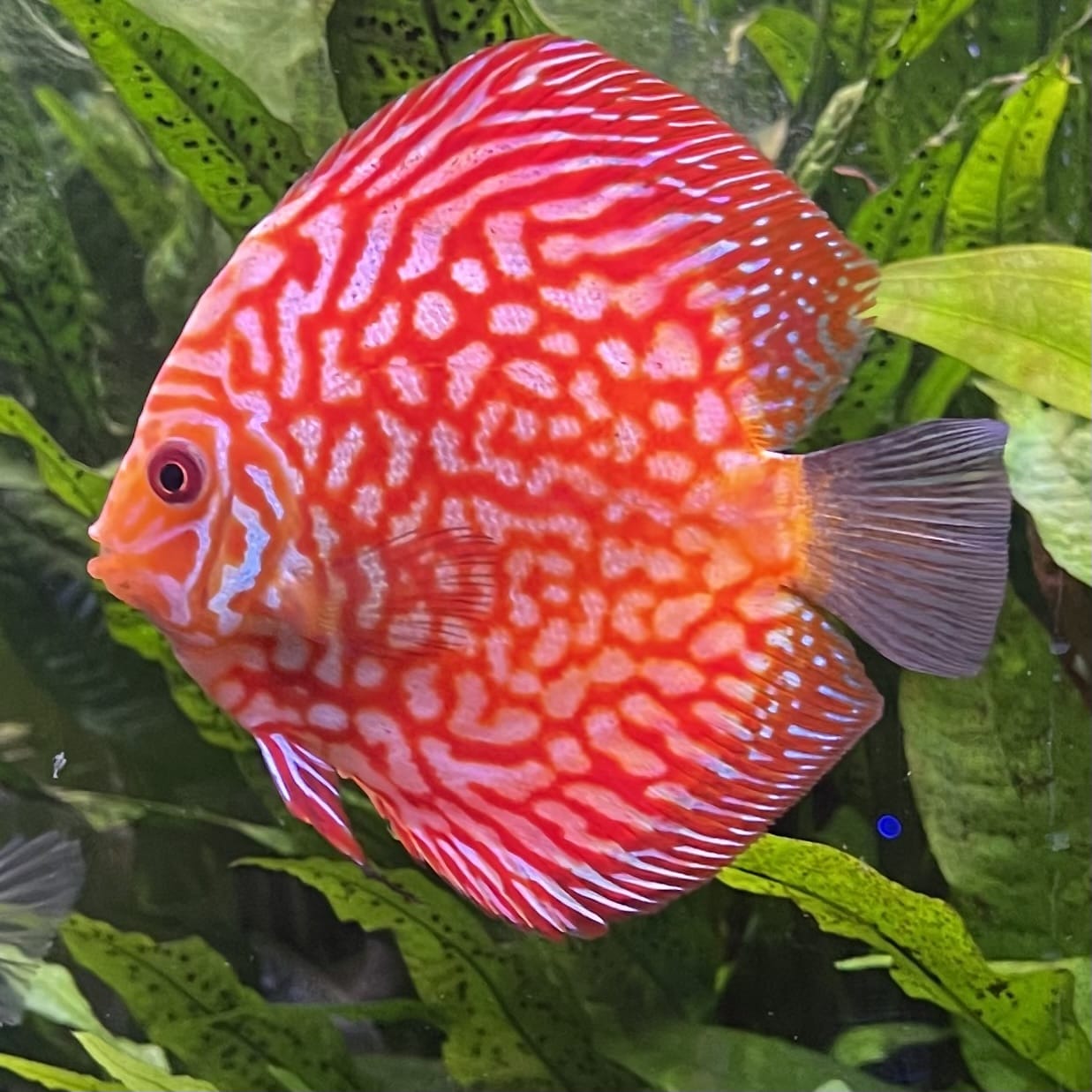the-fish-farm Discus Red Pigeon Discus 8-9cm Shop for Red Pigeon Discus Aquarium Fish in Australia