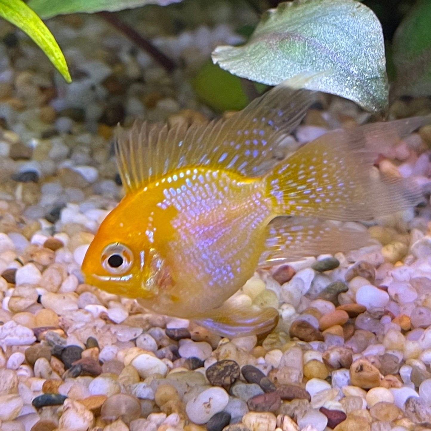 the-fish-farm Dwarf American Cichlid Balloon Ram - Gold - Dwarf American Cichlid 2-3cm Gold Balloon Ram Dwarf American Cichlid - The Fish Farm