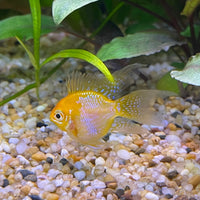 the-fish-farm Dwarf American Cichlid Balloon Ram - Gold - Dwarf American Cichlid 2-3cm Gold Balloon Ram Dwarf American Cichlid - The Fish Farm