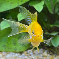 the-fish-farm Dwarf American Cichlid Balloon Ram - Gold - Dwarf American Cichlid Gold Balloon Ram Dwarf American Cichlid - The Fish Farm