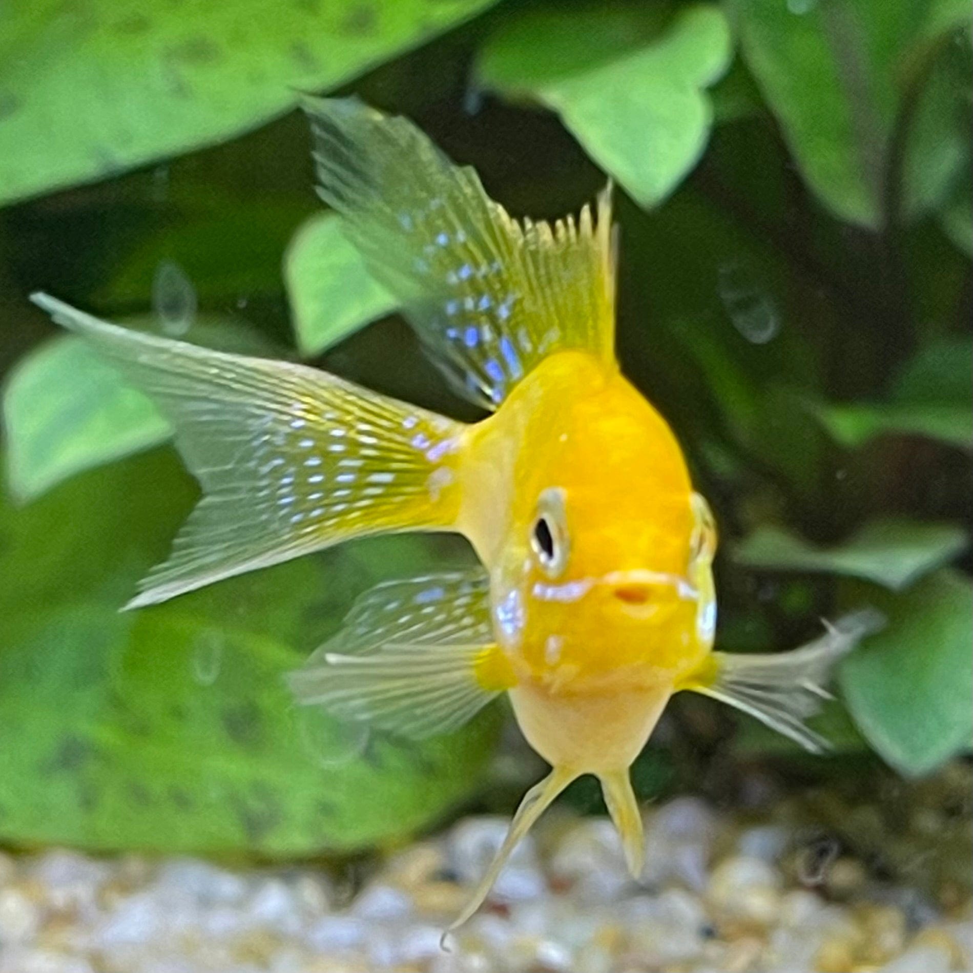 the-fish-farm Dwarf American Cichlid Balloon Ram - Gold - Dwarf American Cichlid Gold Balloon Ram Dwarf American Cichlid - The Fish Farm