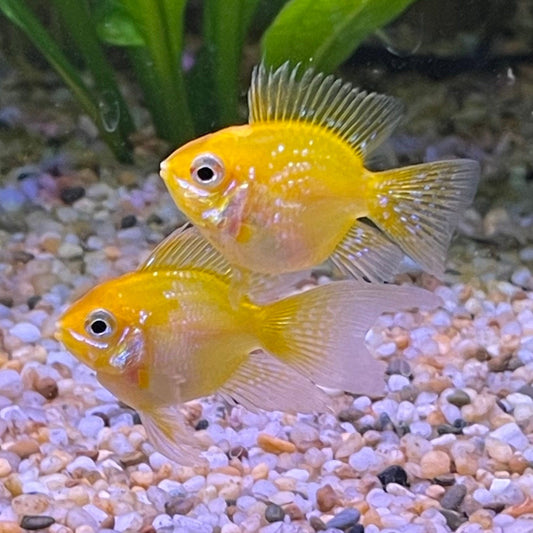 the-fish-farm Dwarf American Cichlid Balloon Ram - Gold - Dwarf American Cichlid Gold Balloon Ram Dwarf American Cichlid - The Fish Farm