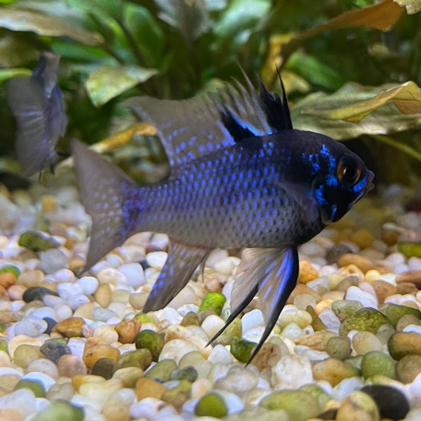 the-fish-farm Dwarf American Cichlid Ram - Dark Blue - Dwarf American Cichlid 2-4cm Buy Dark Blue Ram Dwarf American Cichlid - The Fish Farm Australia