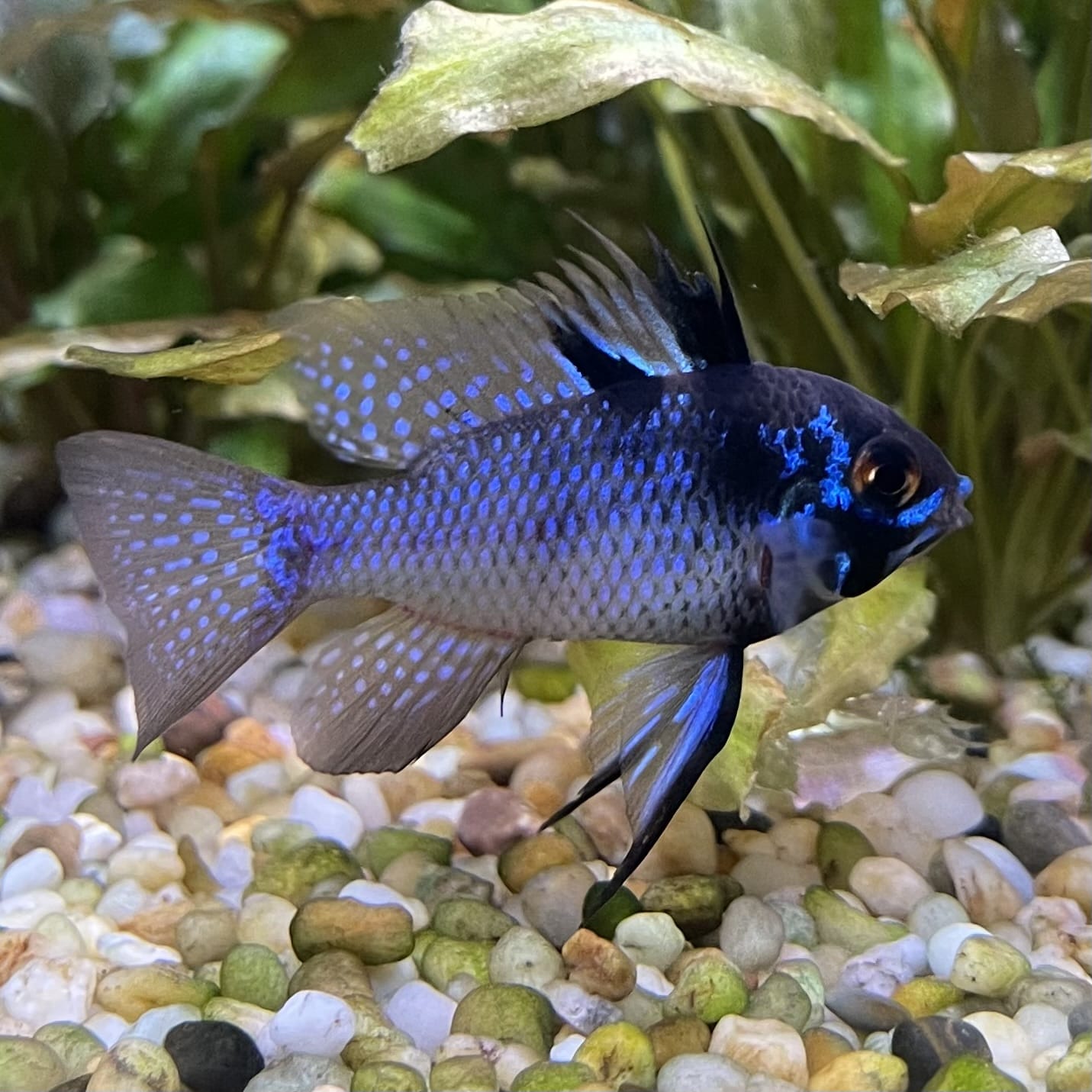 the-fish-farm Dwarf American Cichlid Ram - Dark Blue - Dwarf American Cichlid 2-4cm Buy Dark Blue Ram Dwarf American Cichlid - The Fish Farm Australia
