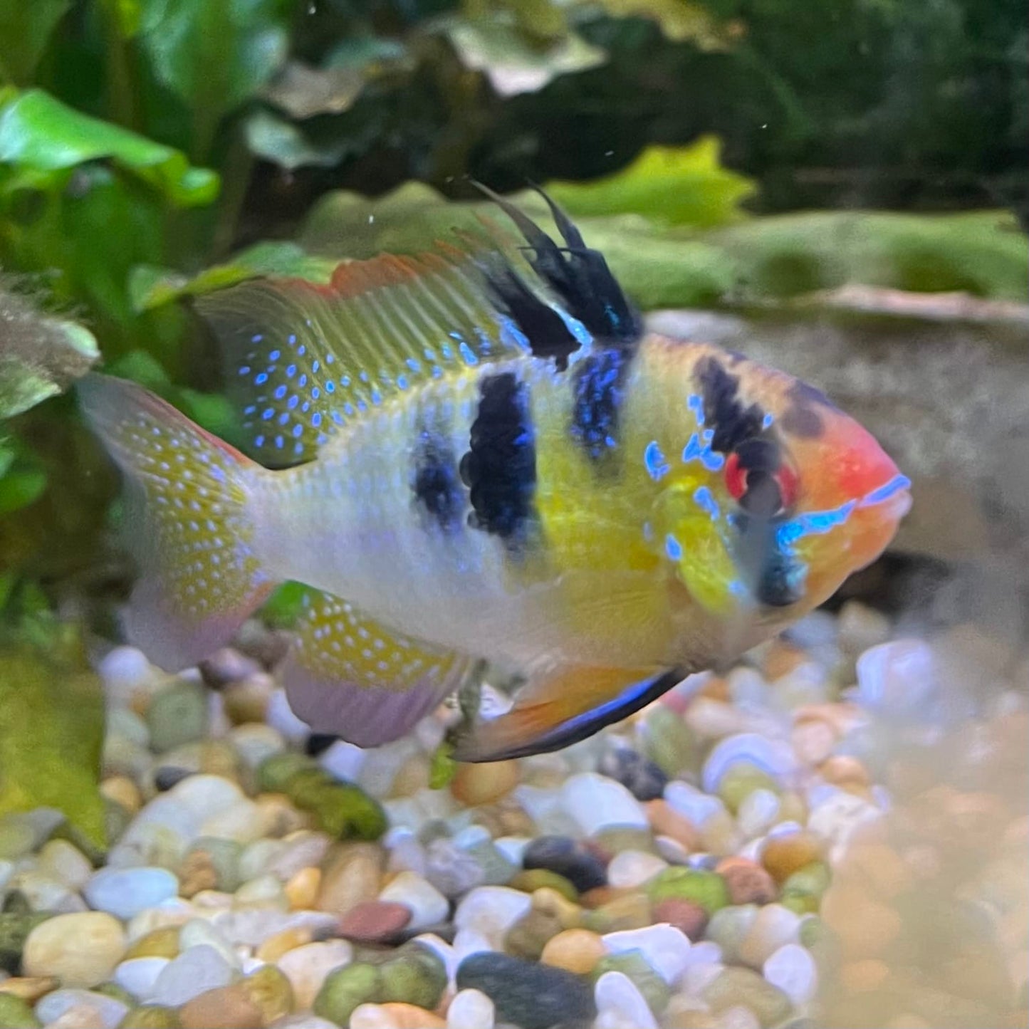 the-fish-farm Dwarf American Cichlid Ram - German Blue (Ramerezi) Dwarf American Cichlid 2-4cm German Blue Ram Cichlid - The Fish farm