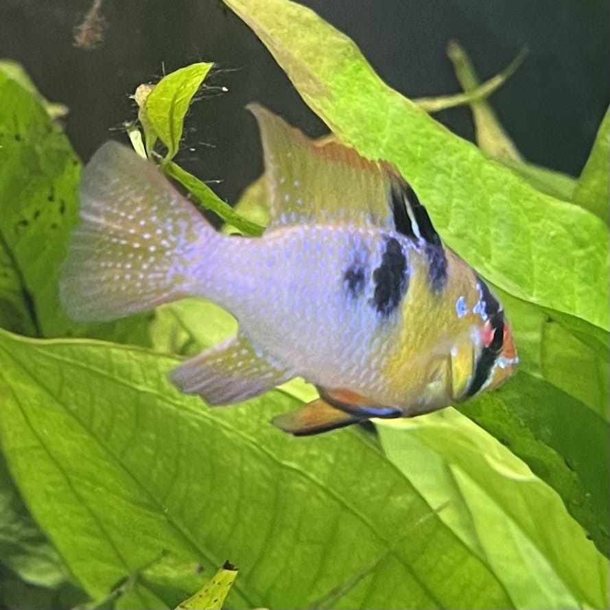 the-fish-farm Dwarf American Cichlid Ram - German Blue (Ramerezi) Dwarf American Cichlid 2-4cm German Blue Ram Cichlid - The Fish farm