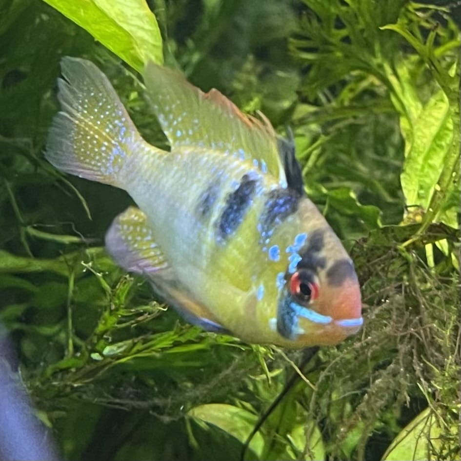 the-fish-farm Dwarf American Cichlid Ram - German Blue (Ramerezi) Dwarf American Cichlid 2-4cm German Blue Ram Cichlid - The Fish farm